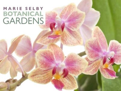 Marie Selby Botanical Gardens