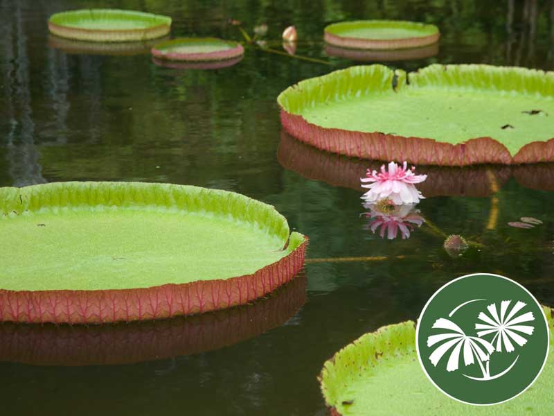 Fairchild Tropical Botanic Garden