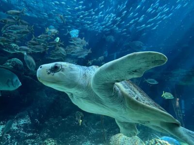 The Florida Aquarium