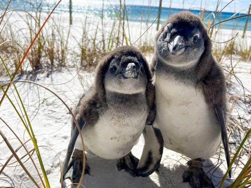 Gulfarium Marine Adventure Park