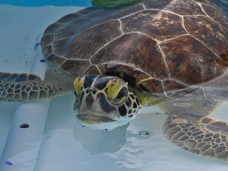 Loggerhead Marinelife Center