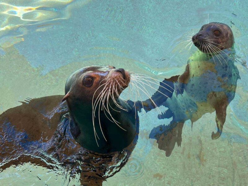 Miami Seaquarium