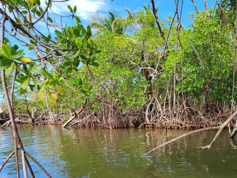 Florida Oceanographic Society & Coastal Center
