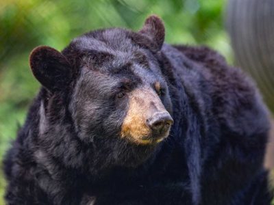 Busch Wildlife Sanctuary