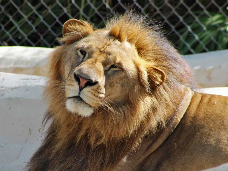 McCarthy's Wildlife Sanctuary