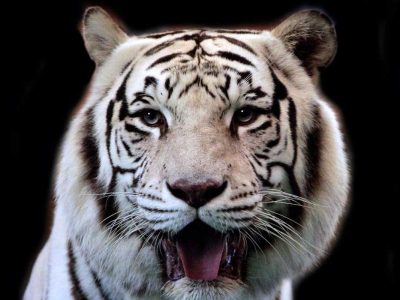 Big Cat Habitat and Gulf Coast Sanctuary