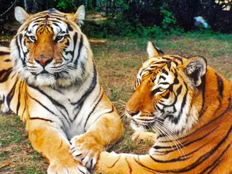 Big Cat Rescue