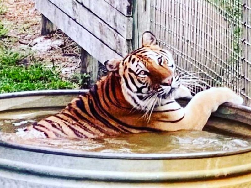 Endangered Animal Rescue Society of Central Florida