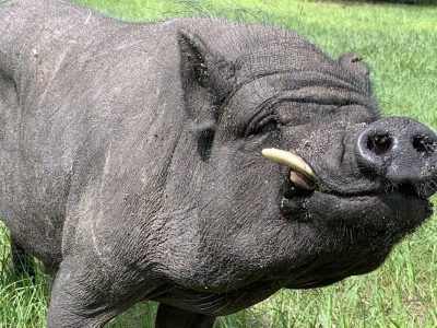 Rooterville Animal Sanctuary