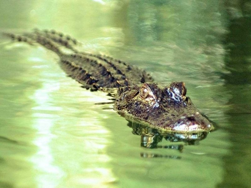 Gator Beach