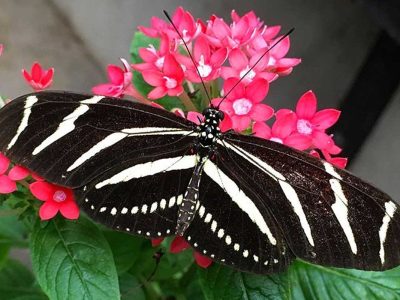 Butterfly World