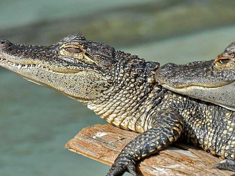 Gatorland