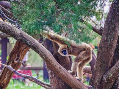 Gulf Breeze Zoo