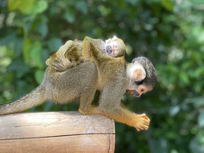 Monkey Jungle